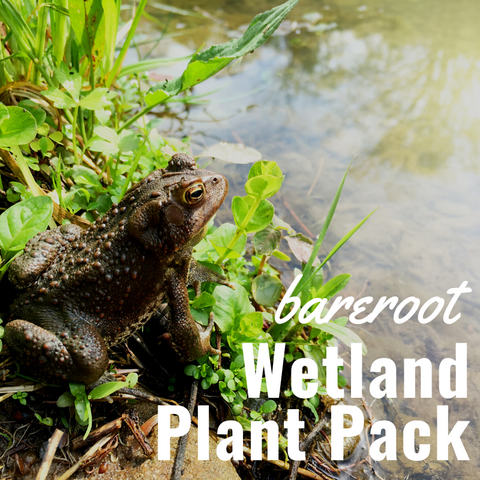 Wetland Plant Pack