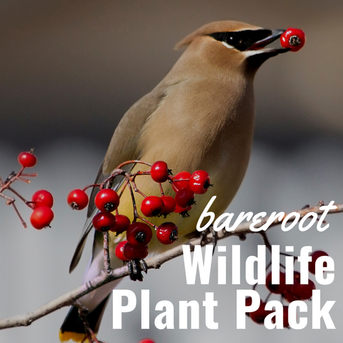 Wildlife Plant Pack