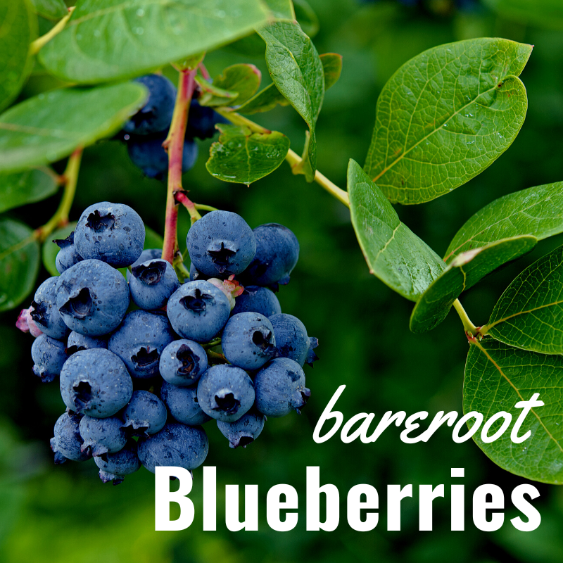 Bare Root Blueberry Bushes