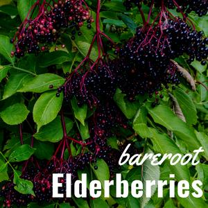 Bare Root Elderberry Bushes