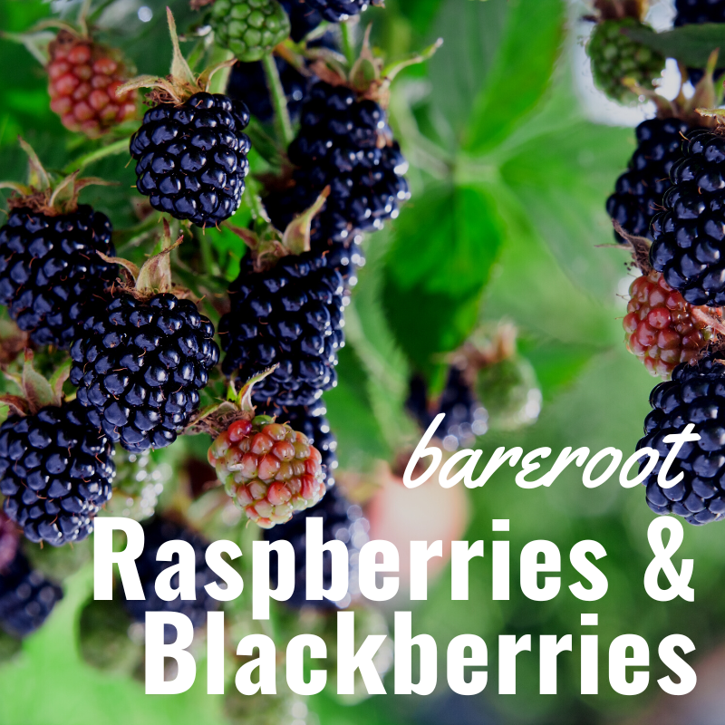 Bare Root Raspberries & Blackberries