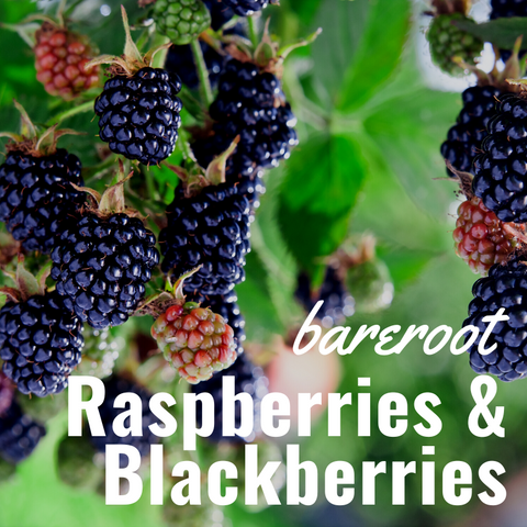 Bare Root Raspberries & Blackberries
