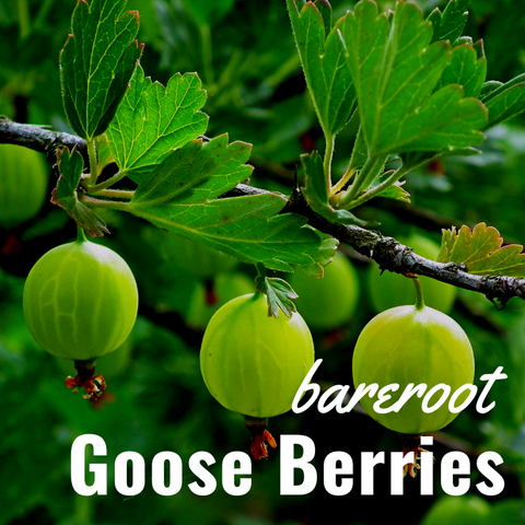 Bare Root Gooseberries