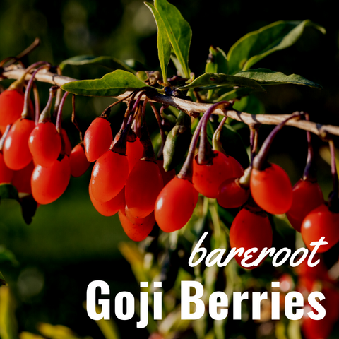 Bare Root Goji Berries