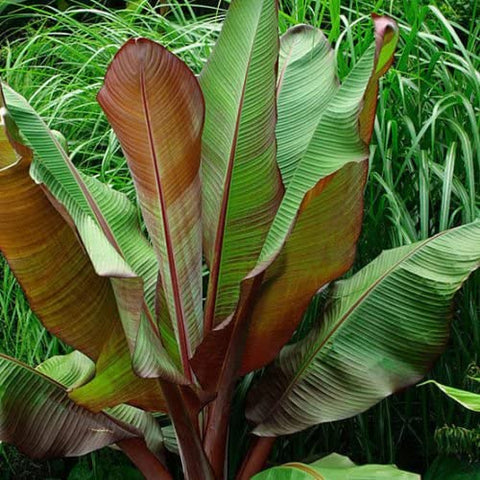 Red Abyssinian Banana