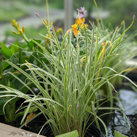 Society Garlic Variegated